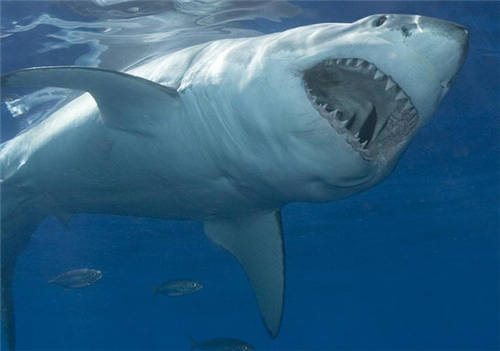怀孕可以吃鲨鱼吗
