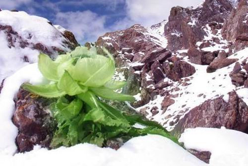 怀孕可以吃雪莲吗